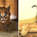 古埃及人都被征服的「世界上最可愛貓咪品種」，看到牠長長的大耳朵就會被萌到喊救命啊！