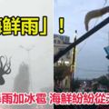 狂風暴雨加冰雹海鮮紛紛從天而降！青島市離奇的下起「海鮮雨」！