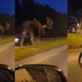 山神獸現身！公路上驚見「超巨型野鹿」逆向行走...鹿比休旅車還大！畫面太美麗(影)