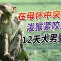 在母懷中突遭擄走潑猴緊咬頸項12天大男嬰慘死