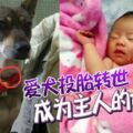 是否相信有這回事？愛犬投胎轉世，成為主人的女兒！