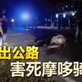 馬閃出公路害死摩哆騎士