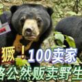 太猖獗！100賣家網路公然販賣野生動物