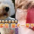 寵物美容店剪毛變剪舌，男子怒索償！「獅子大開口」愛犬一輩子狗糧費6萬6000令吉