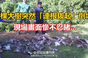 這棵大樹突然「連根拔起」倒塌，倒下之際竟傳出「淒厲的慘叫聲」？！現場畫面慘不忍睹......