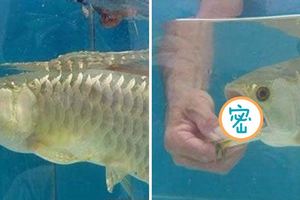 男子花重金買了一條金龍魚回家卻發現牠「怎麼都不肯張口」吃東西，一掰開驚呆了！賺到了～