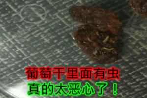 葡萄乾裡面有蟲，真的太惡心了！