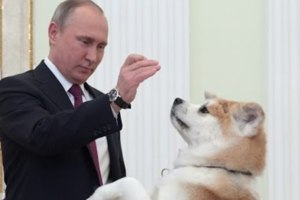 爆笑普丁帶著日本送的秋田犬接見日本外賓，對方剛見到面而已就被嚇到不敢動！