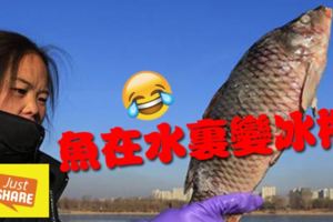 寒潮襲黑龍江哈爾濱江魚出水凍成「冰棍」