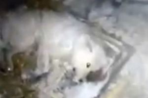殘忍飼主將狗放在-32℃戶外「淋水活活凍死」，狗狗死前「睜眼哀嚎抽蓄」逼哭救援人員(影片)