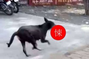 驚悚！流浪狗從醫院叼走嬰屍…帶回樹叢餵小狗