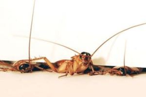 這就是為什麼你明明已經「打到蟑螂但牠們都沒事」的原因，牠們的身體被壓成2D都沒事真的扯爆了！
