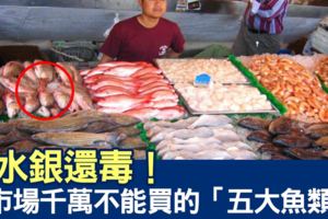 婆婆媽媽別被價錢騙了！去市場絕對不能買的「六種魚產」，比吃水銀還「毒」