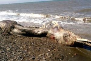 海灘竟發現「超巨大神秘海怪」的遺體！讓目擊者全嚇壞了！海怪的「這一點」真是太恐怖了！！