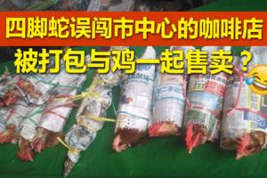 四腳蛇誤闖市中心的咖啡店被打包與雞一起售賣？
