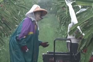 壓垮農民的最後一根稻草！火龍果木瓜鳳梨「比慘」