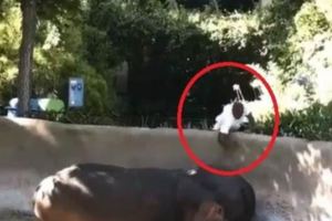 男遊客偷翻牆！猛打河馬屁股得意奔逃網傻眼：不要命了