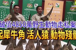 破值4850萬野生動物走私案-起犀牛角-活人猿-動物殘骸