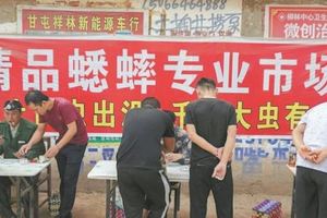 月入逾萬　河南農民搶當「蟋蟀獵人」