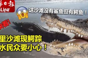 (有現場視頻看）美裡沙灘現鱷蹤嬉水民眾要小心！