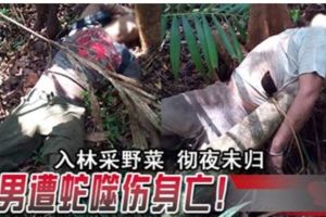 入林采野菜徹夜未歸2男遭蛇噬傷身亡