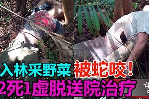 入林采野菜徹夜未歸，2男遭蛇噬傷身亡，另一人則虛脫送院治療。