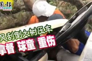 (有現場視頻看）狂風颳倒大樹壓車拿督球童重傷
