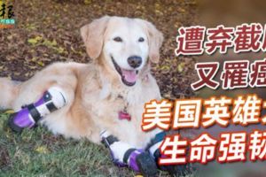 遭棄截肢又罹癌美國英雄犬生命強韌