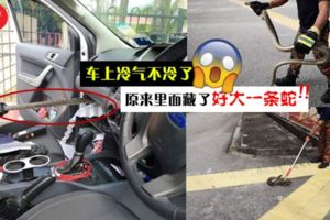 車的冷氣突然不冷了?!車主打開發現有超大條的『蛇』藏在裡面！網友：太恐怖了！