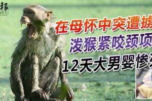 在母懷中突遭擄走潑猴緊咬頸項12天大男嬰慘死