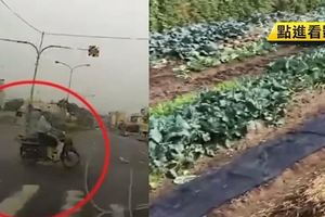 為閃機車伯！車衝落菜園阿伯看一眼…走了
