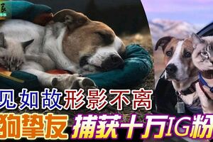 一見如故形影不離貓狗摯友捕獲十萬IG粉絲
