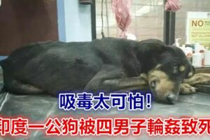 吸毒太可怕！印度一公狗被四男子輪姦致死，網友憤怒了……