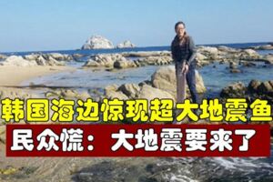 韓國海邊驚現超大地震魚民眾慌：大地震要來了