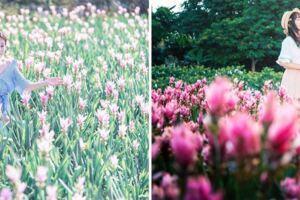 今夏必追粉嫩「薑荷花海」就在台灣！　3處美景來被「粉紅海浪」淹沒吧～