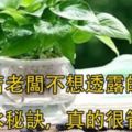 【養花妙招】花店老闆打死都不會透露的澆水秘訣，真的很管用！