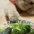 自家貓咪竟愛吃蔬菜，引得眾多網友回覆留言！