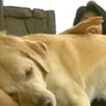 導盲犬離開10年為別人服務後再次回到寄養家庭，牠讓人噴淚的反應證明狗狗永遠不會忘記最愛的人！