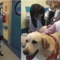 狗狗去兒童醫院慰問，在門口等待小朋友的樣子萌翻