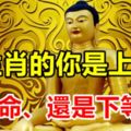 十二生肖的你是上等命、中等命、還是下等命？