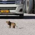 小獅子發現汽車時「竟然轉身怒吼挑釁」，但牠超傻萌的模樣連獅子媽媽也看不下去把牠叼走！