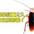 10個關於蟑螂的超驚奇冷知識！讓蟑螂去到外太空就完蛋了