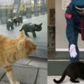 日本貓展引起真貓佇足，尤其黑貓屢屢想闖入觀展的畫面更是萌得嫑嫑的