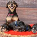 超漂亮的狗媽媽才剛拍完孕婦照隔天就生下5隻寶寶，之後再拍到的畫面讓大家都被萌哭了！
