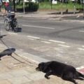 女飼主在豔陽下硬拖著狗狗在大街行走，傻眼的路人上前關心卻發現「狗狗已經死掉了」！