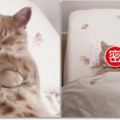 喵皇喜歡霸佔枕頭，於是給牠買了個小的，主子「龍心大悅」的萌樣...網友看了全萌翻!!!