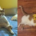 一隻愛調戲藍貓的橘胖子被主人剪毛網友：完了頹廢了！