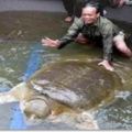 越南國寶級「神鱉」體重169公斤，年齡至少700歲，每次現身必有大事發生，但如今牠竟然...震驚所有人！！