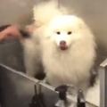 給薩摩耶洗一次澡後，寵物店就拒絕為它服務了，知道原因後令人噴笑