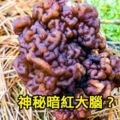 青年到山中散步卻看到地上一坨「噁心的暗紅大腦」，好奇PO網後網友卻大叫：「快撿走，你發了！」